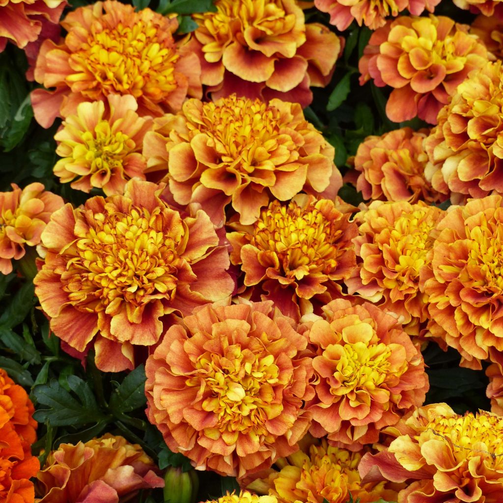 Oeillet d'Inde Strawberry Blonde - Tagetes (x) patula