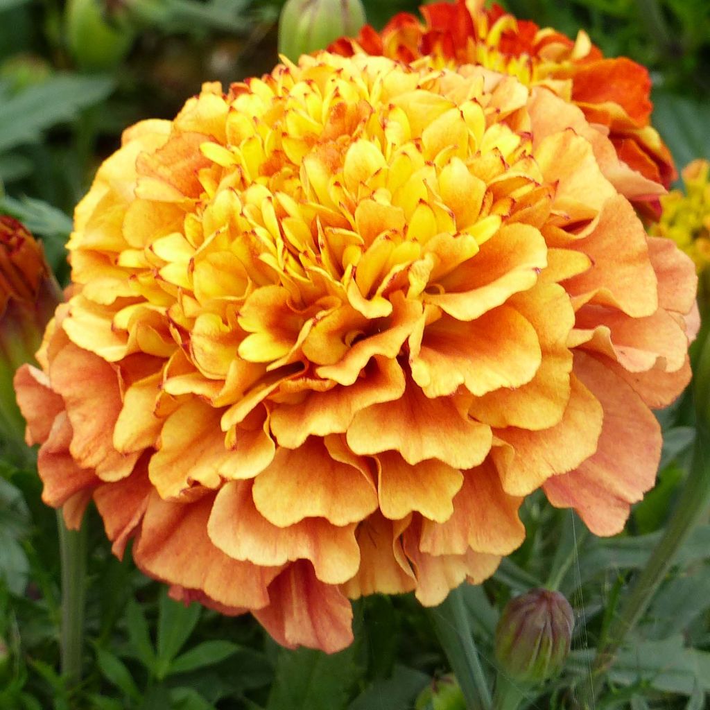 Oeillet d'Inde Strawberry Blonde - Tagetes (x) patula