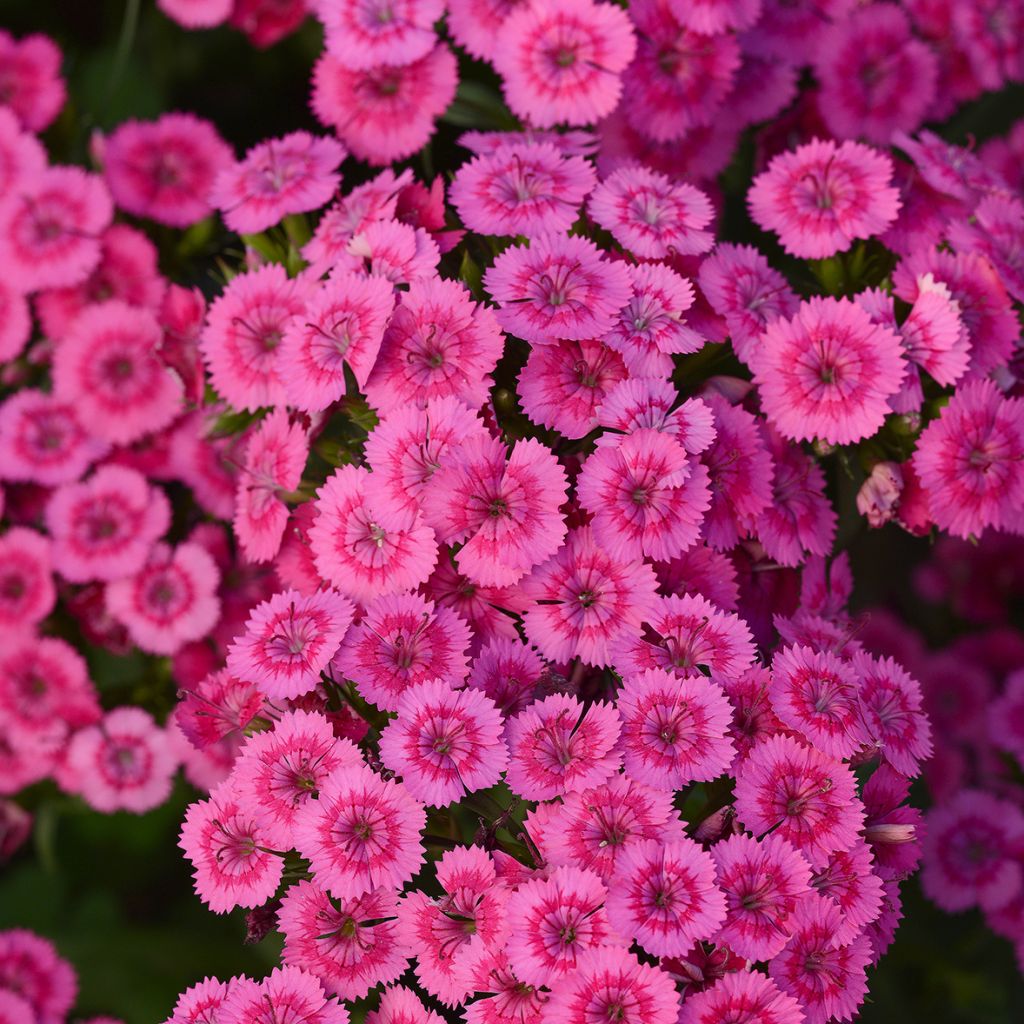 Œillet de poète Jolt Pink - Dianthus barbatus