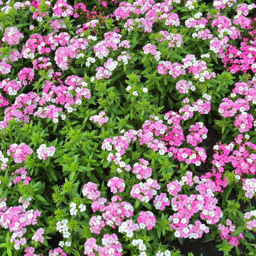 Dianthus barbatus Jolt Pink Magic - Garofano dei poeti