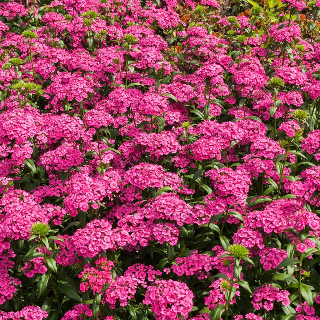 Dianthus barbatus Jolt Pink - Garofano dei poeti