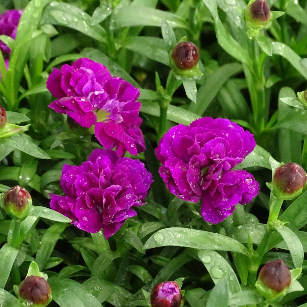 Dianthus Sunflor Beetle - Garofano