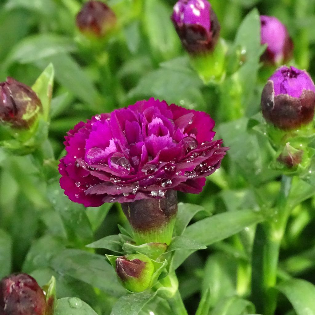 Dianthus Sunflor Beetle - Garofano