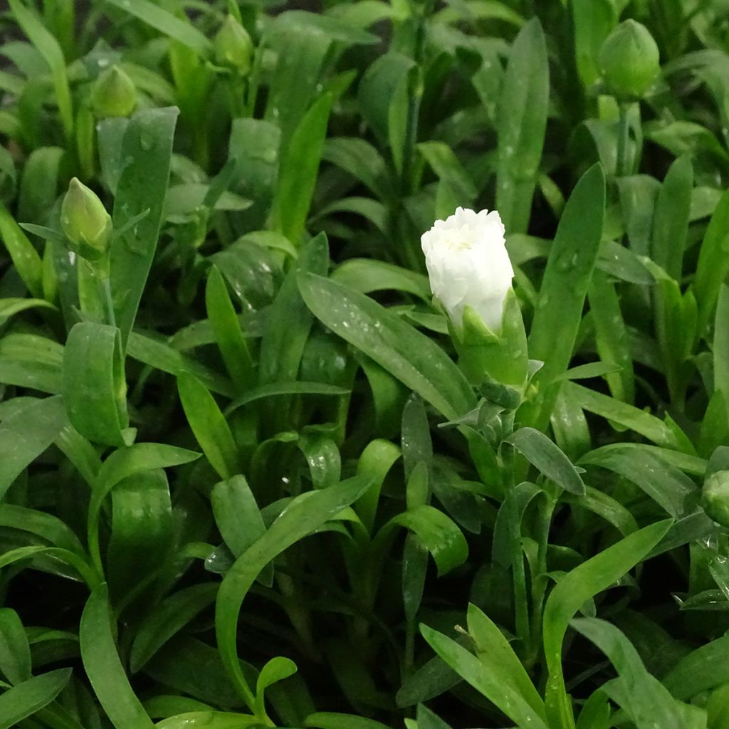 Dianthus Sunflor Cosmos - Garofano