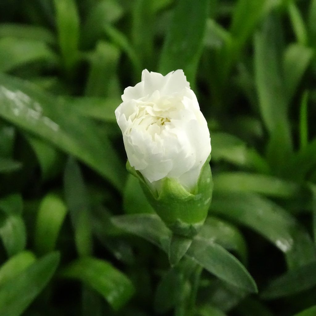 Dianthus Sunflor Cosmos - Garofano