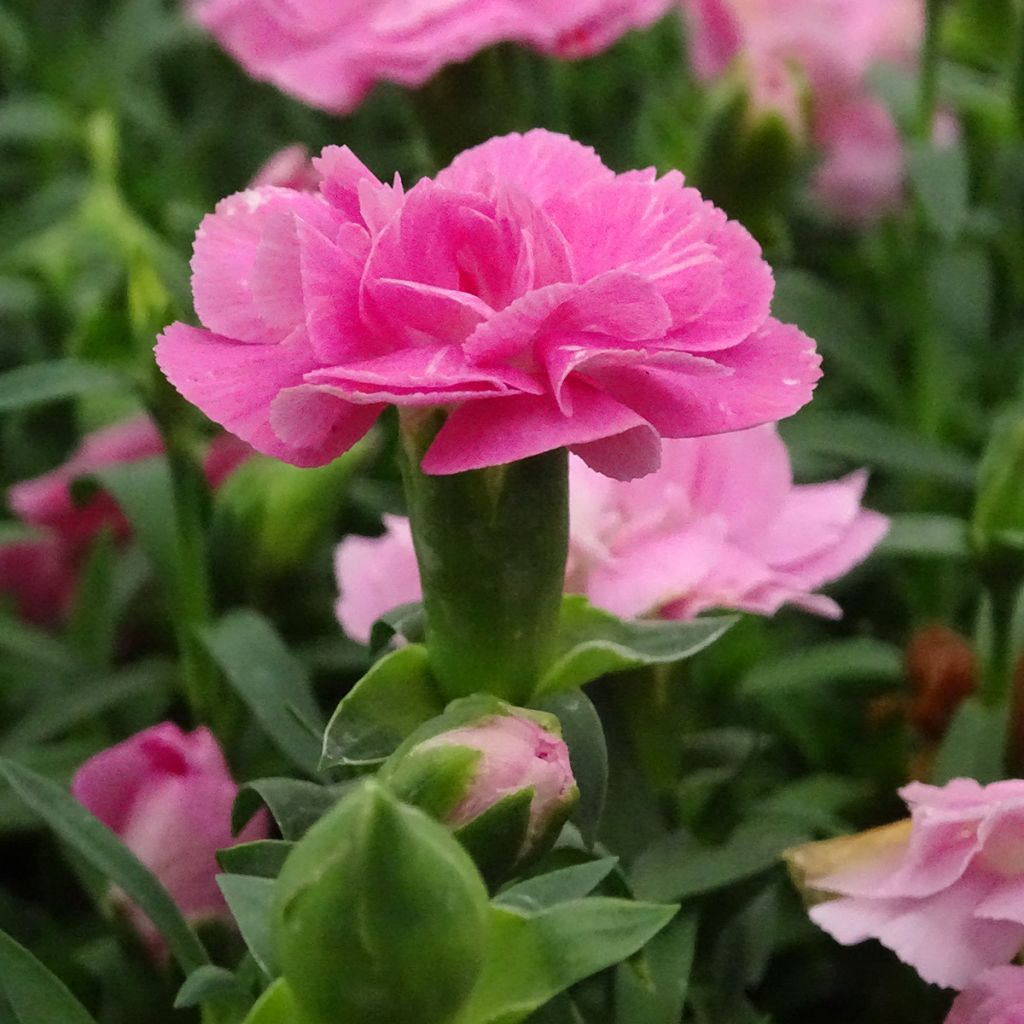 Dianthus Sunflor Evert - Garofano