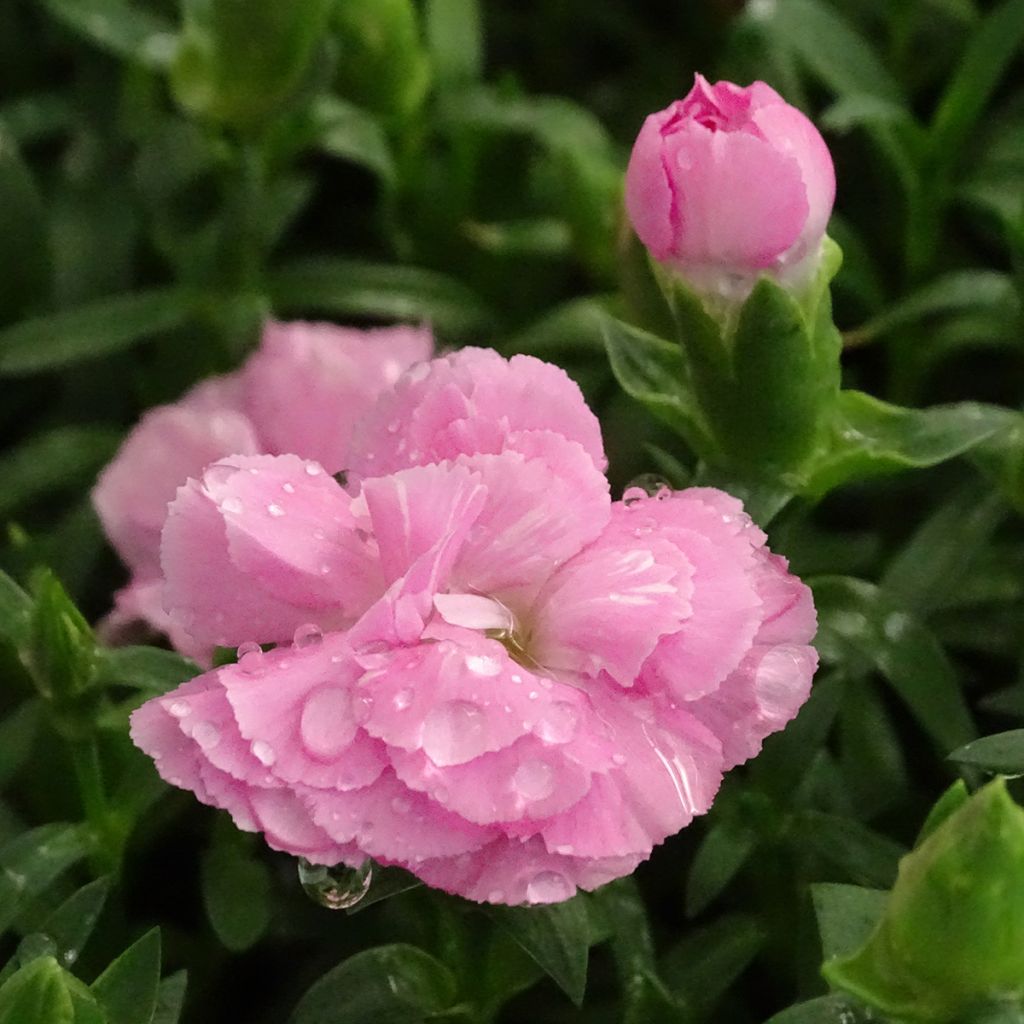 Dianthus Sunflor Evert - Garofano