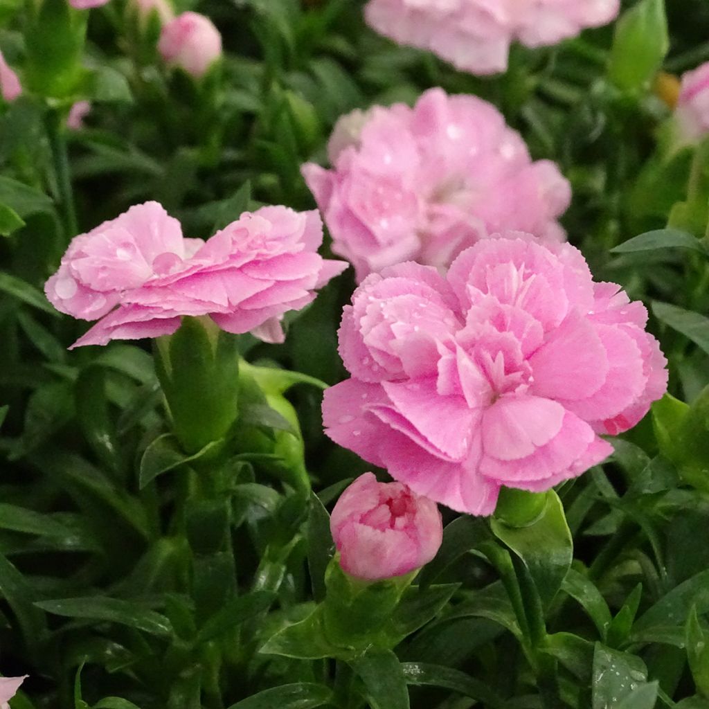 Dianthus Sunflor Evert - Garofano