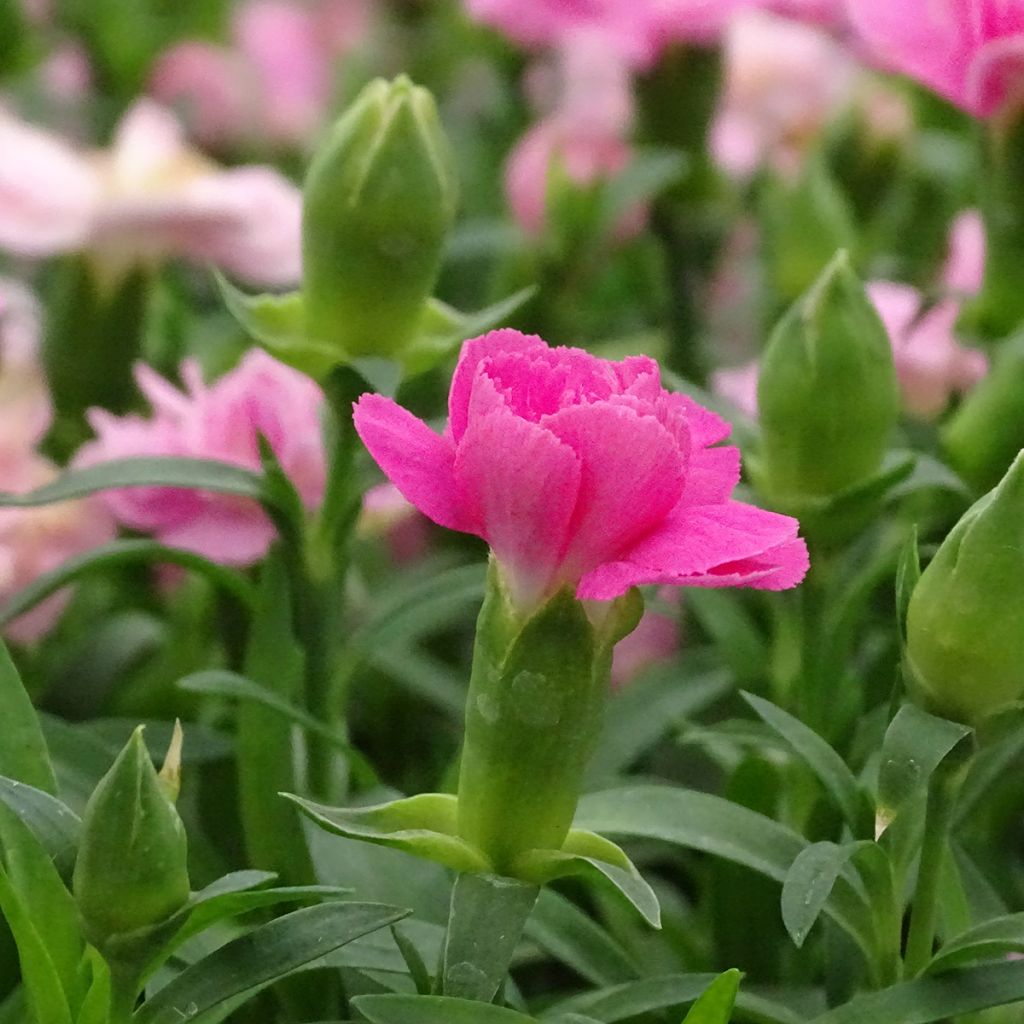 Dianthus Sunflor Evert - Garofano