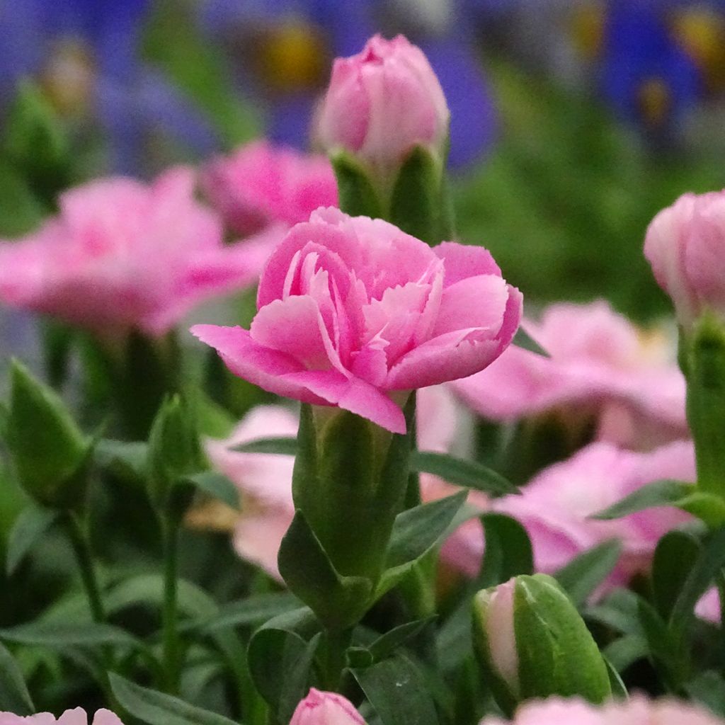 Dianthus Sunflor Evert - Garofano