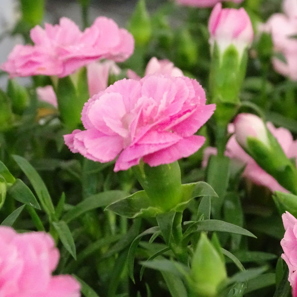 Dianthus Sunflor Evert - Garofano