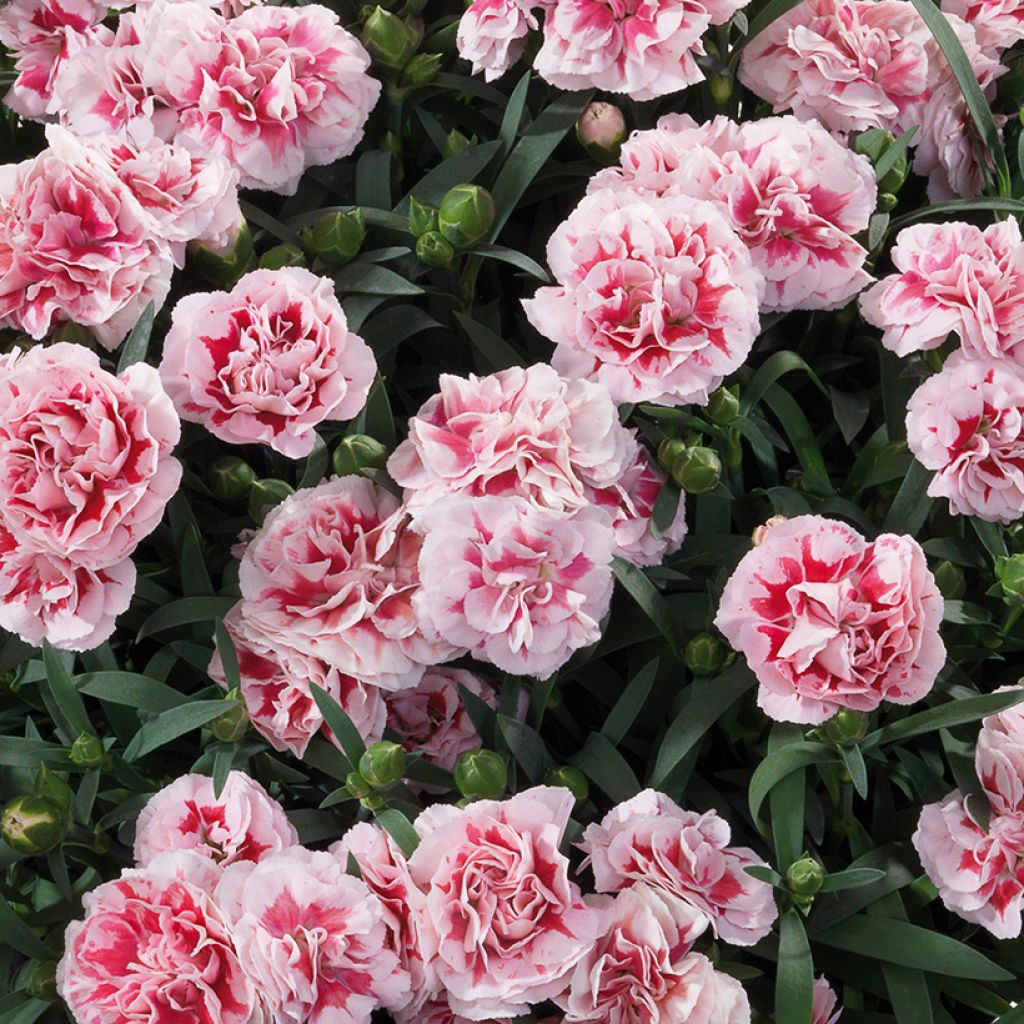 Dianthus Sunflor Megan - Garofano