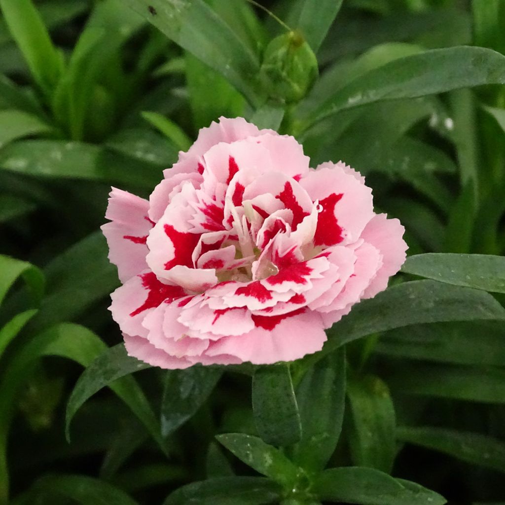 Dianthus Sunflor Megan - Garofano