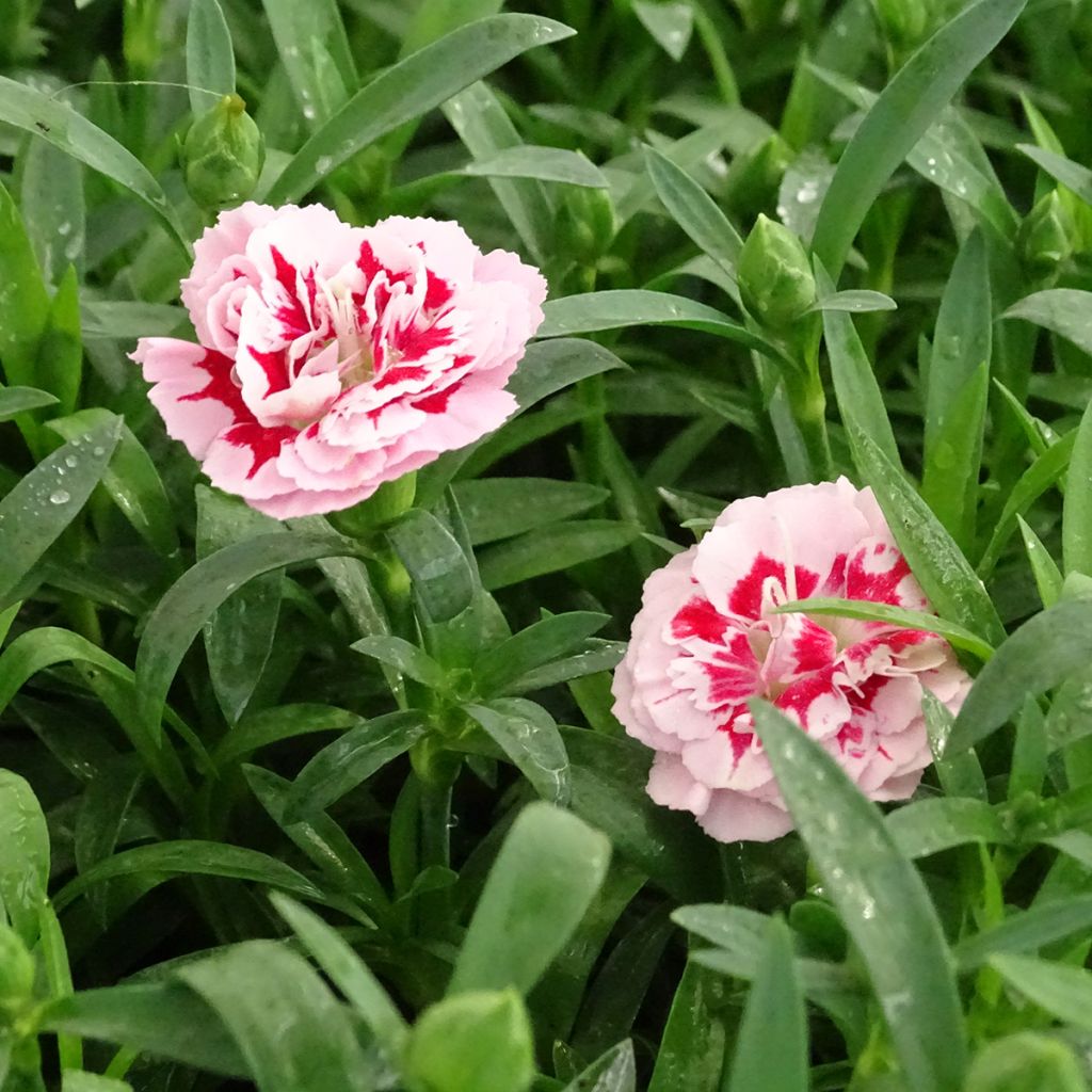 Dianthus Sunflor Megan - Garofano