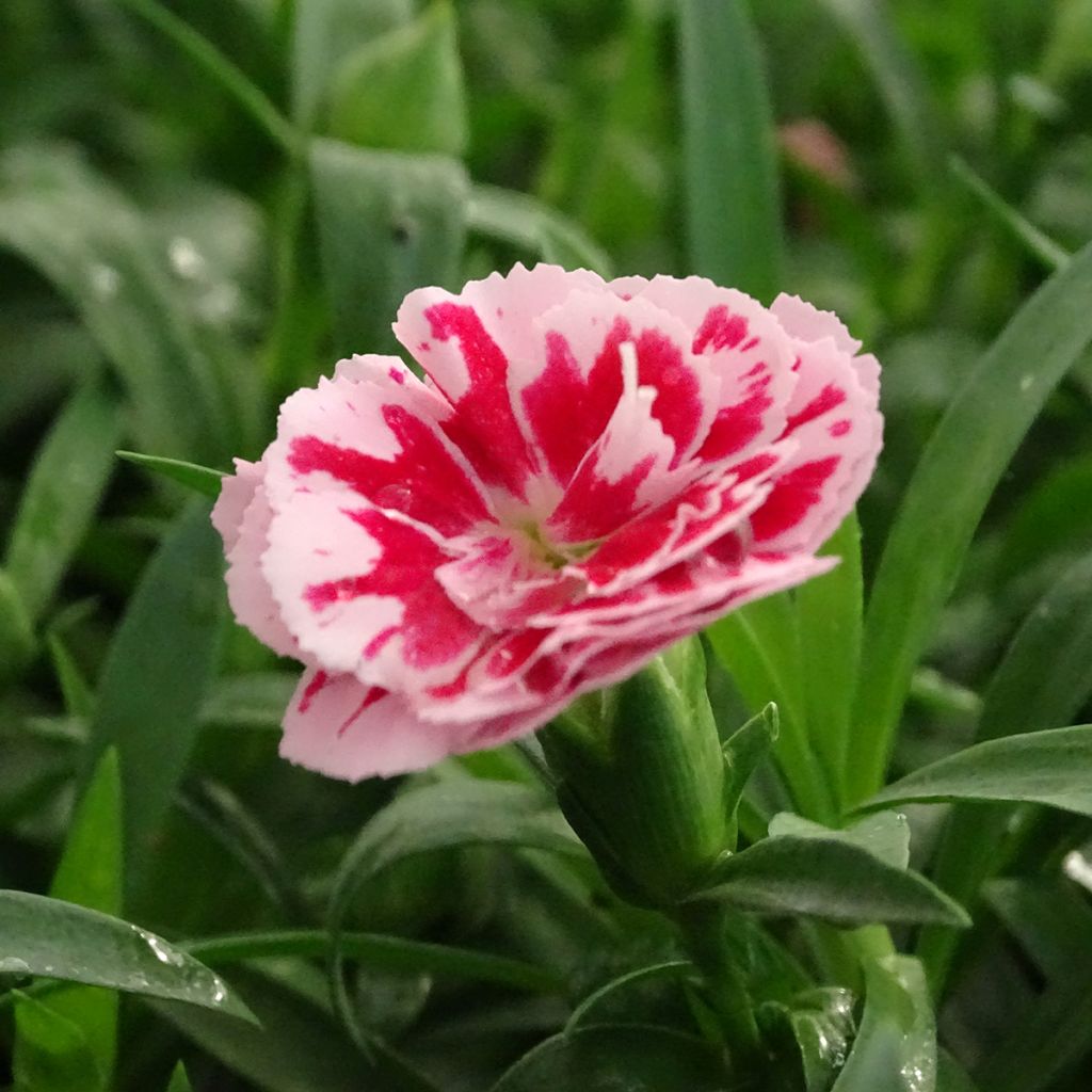 Dianthus Sunflor Megan - Garofano