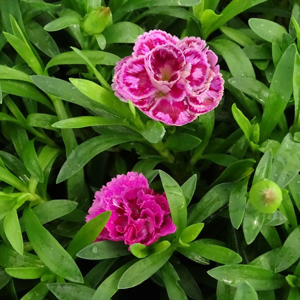 Dianthus Sunflor Sinclair - Garofano