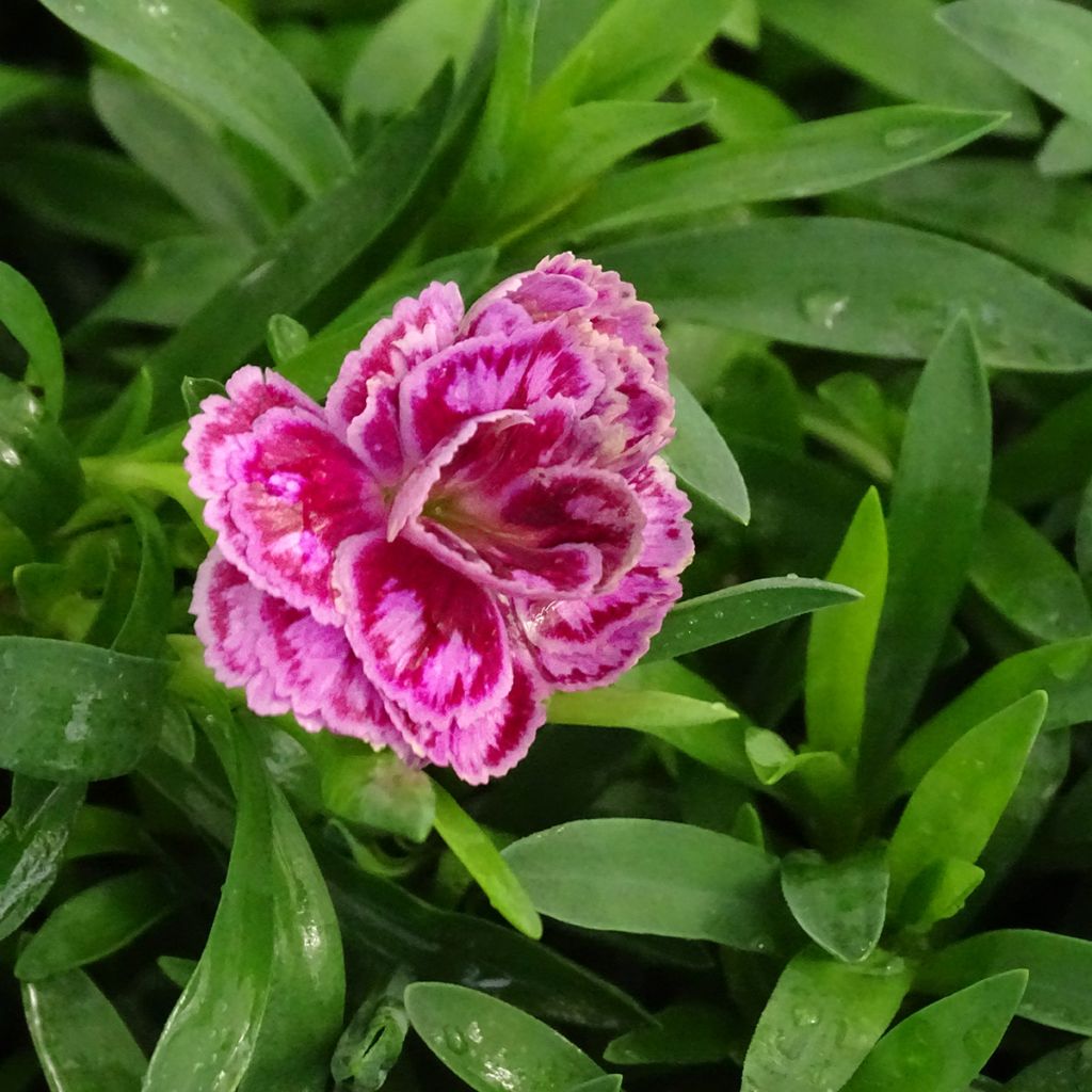 Dianthus Sunflor Sinclair - Garofano