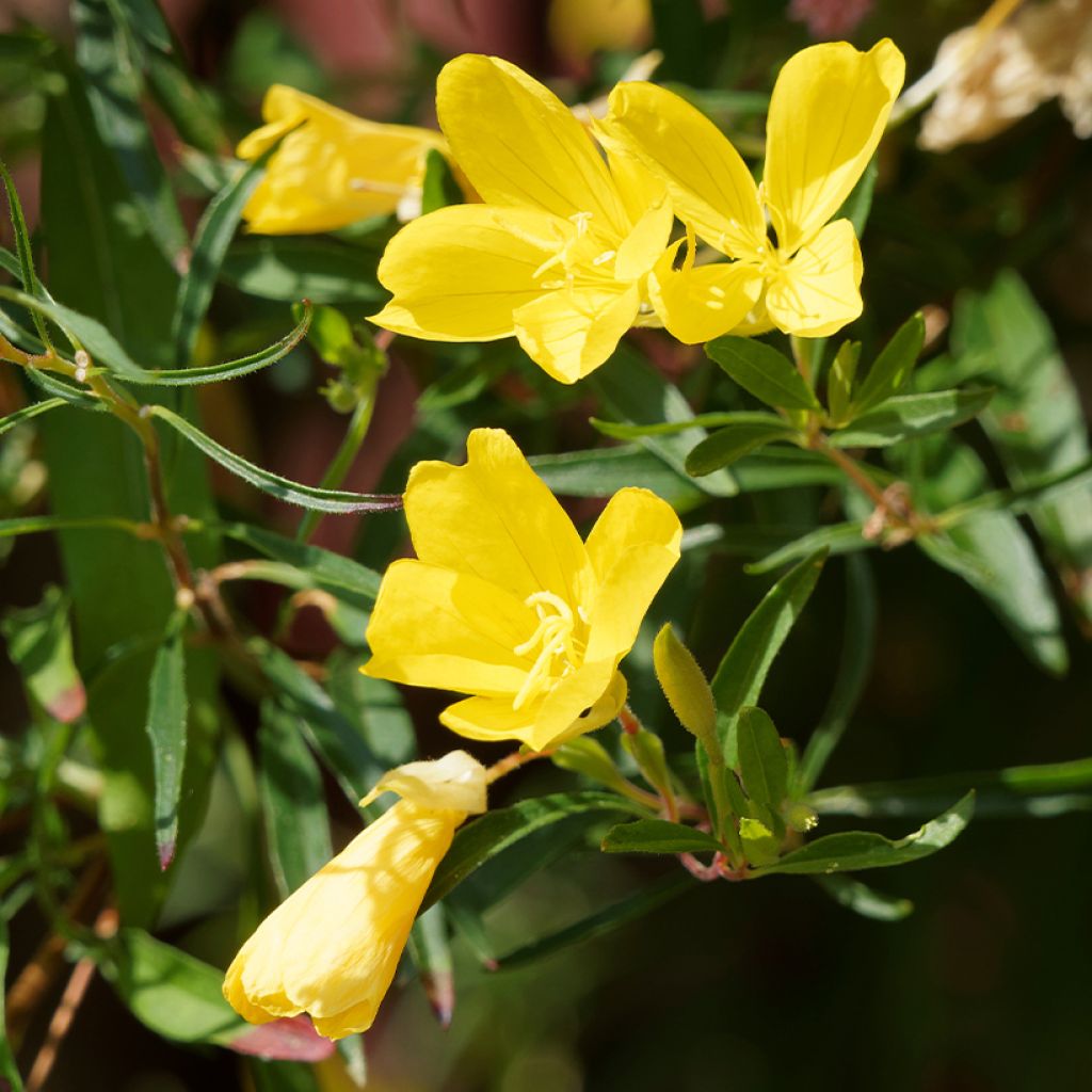 Oenothera fruticosa African Sun