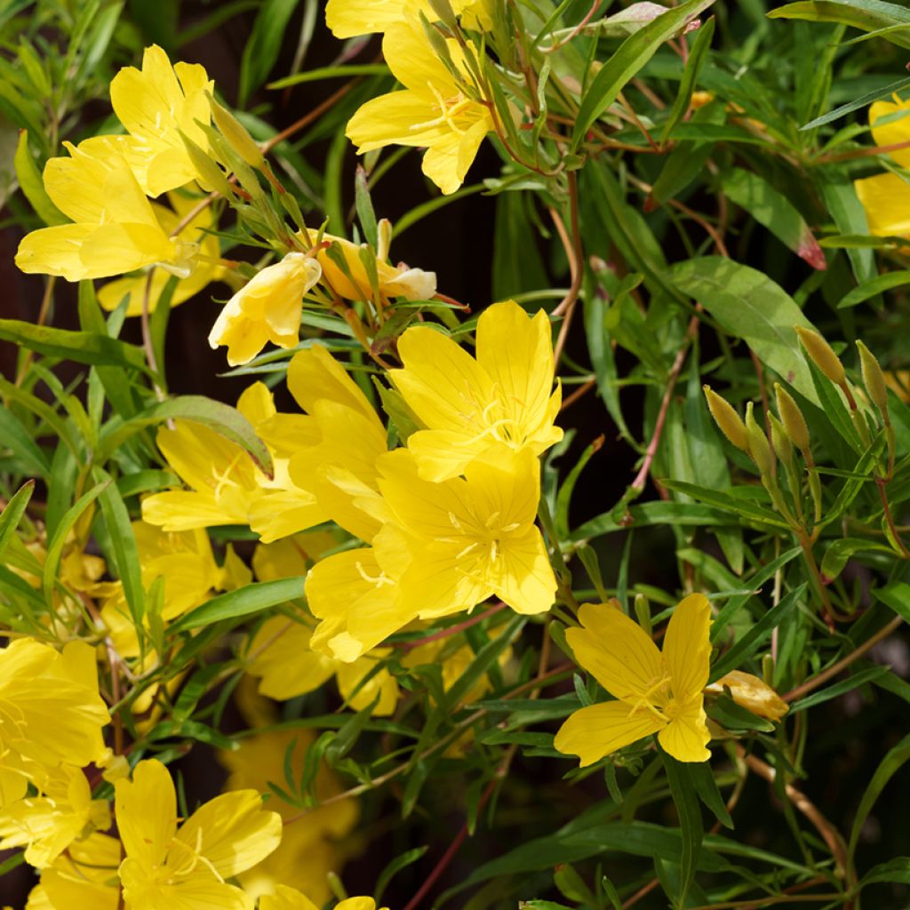 Oenothera fruticosa African Sun