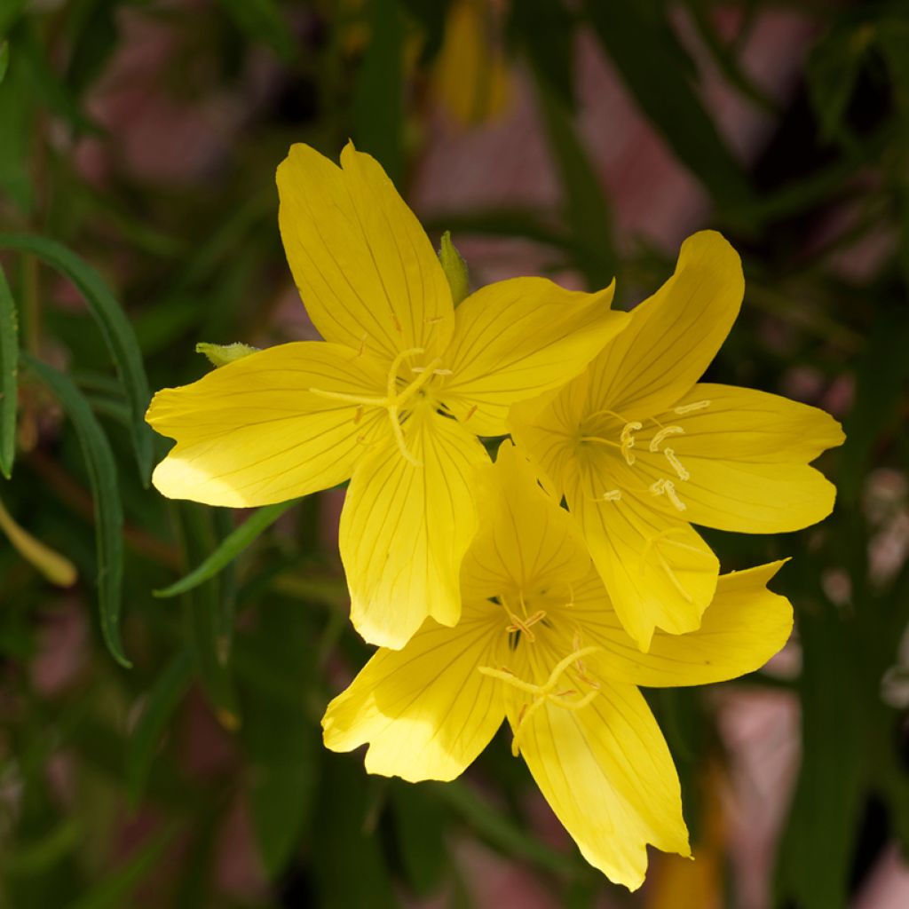 Oenothera fruticosa African Sun