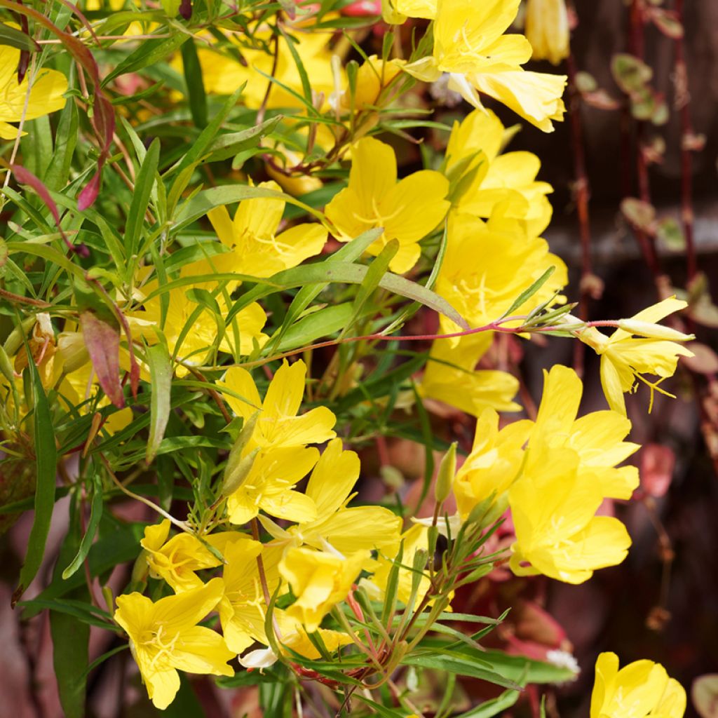 Oenothera fruticosa African Sun