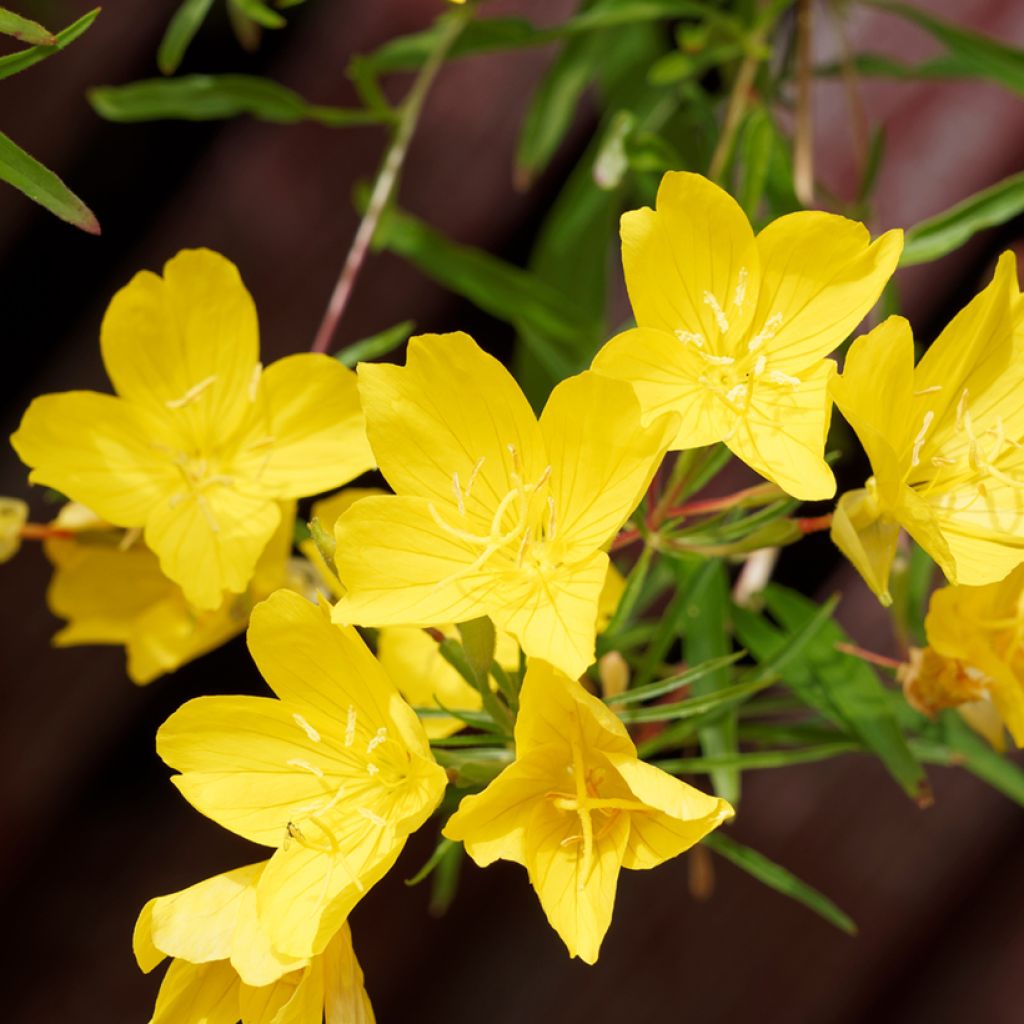 Oenothera fruticosa African Sun