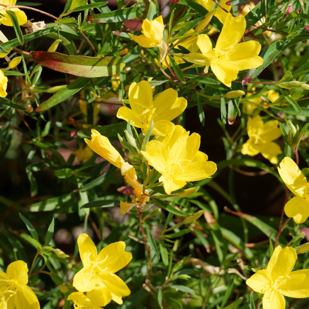 Oenothera fruticosa African Sun