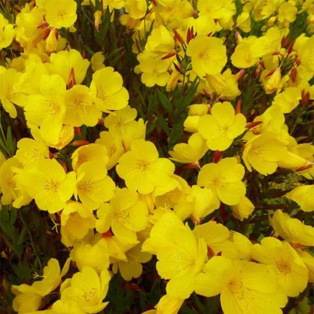 Oenothera fruticosa Sonnenwende