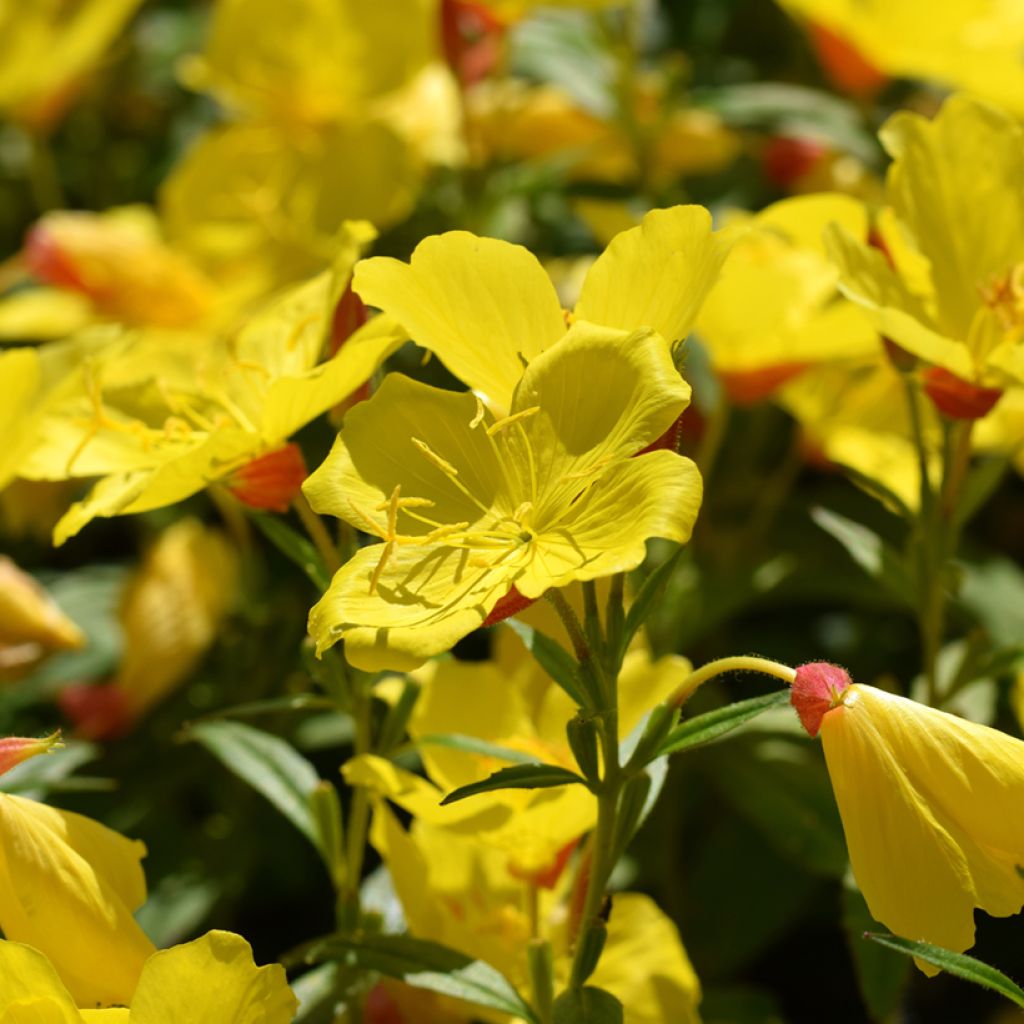 Oenothera fruticosa Sonnenwende