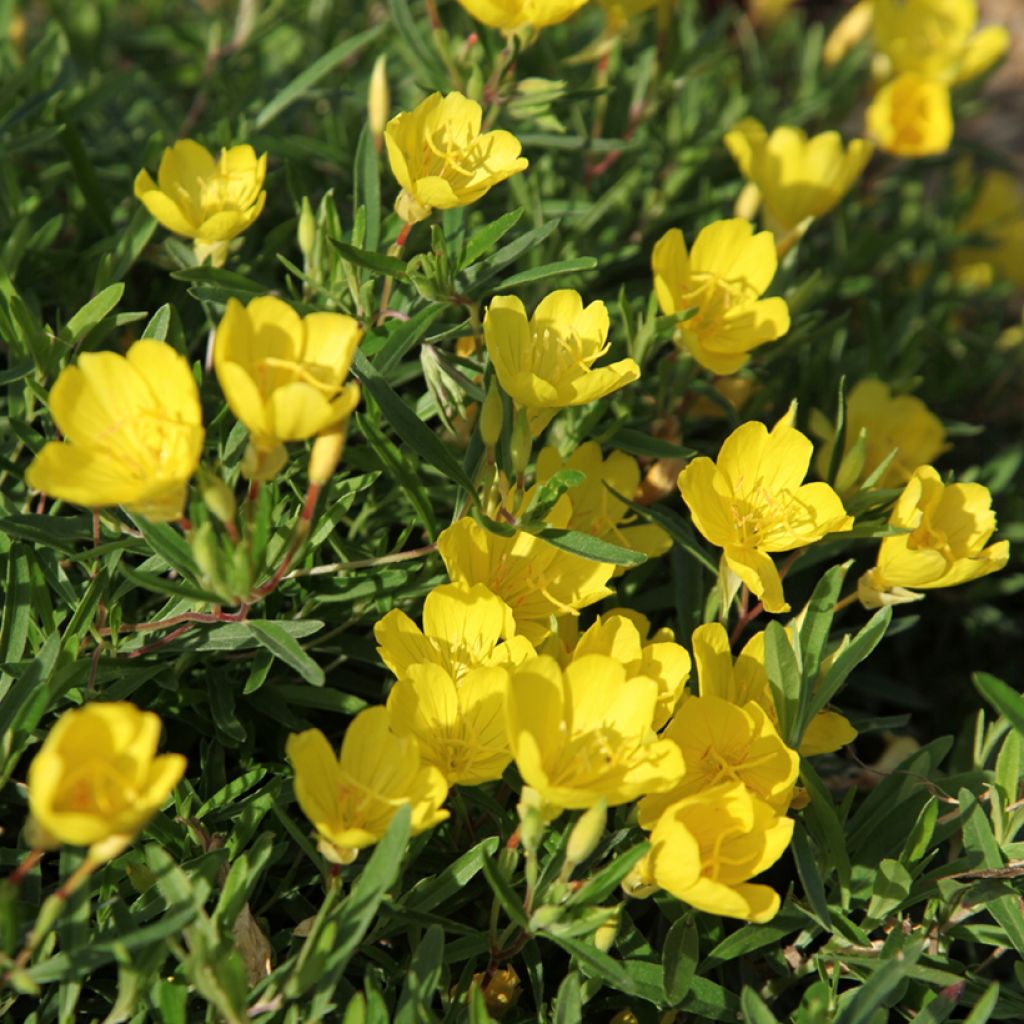 Oenothera fruticosa Sonnenwende