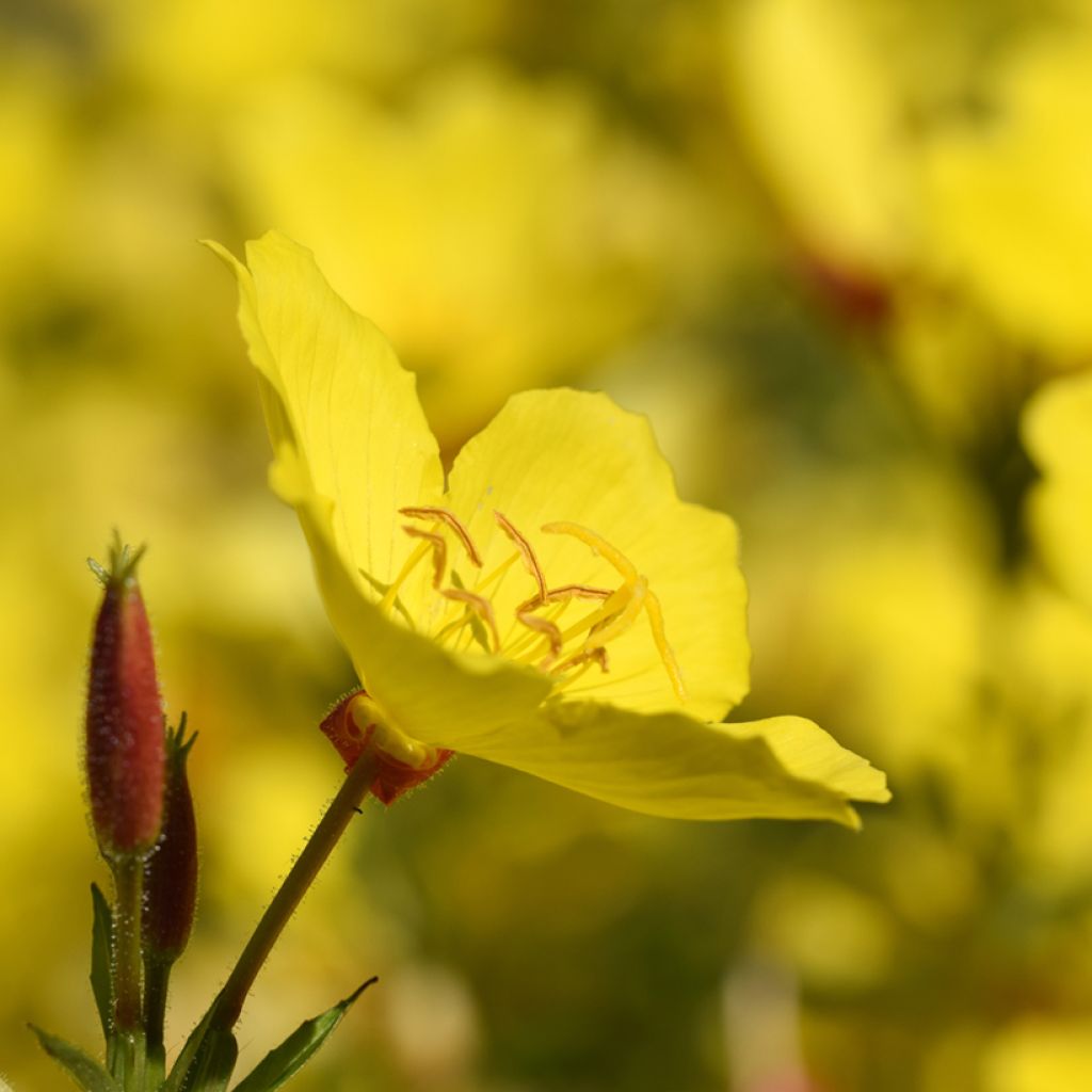 Oenothera fruticosa Sonnenwende