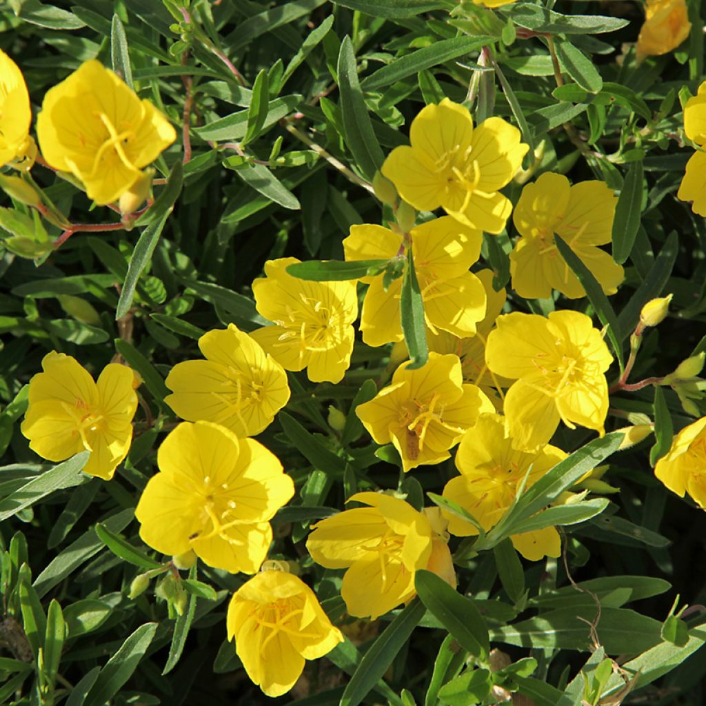 Oenothera fruticosa Sonnenwende