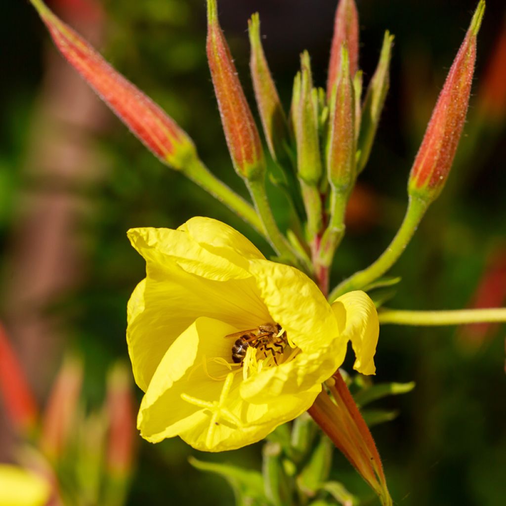 Oenothera glazioviana - Enagra di Lamark