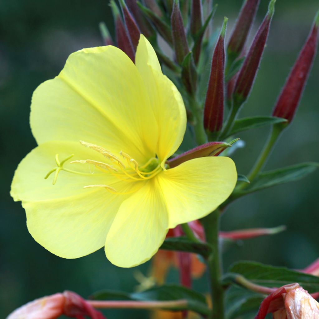 Oenothera glazioviana - Enagra di Lamark