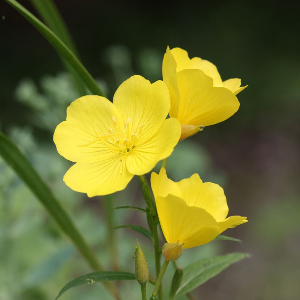 Oenothera missouriensis