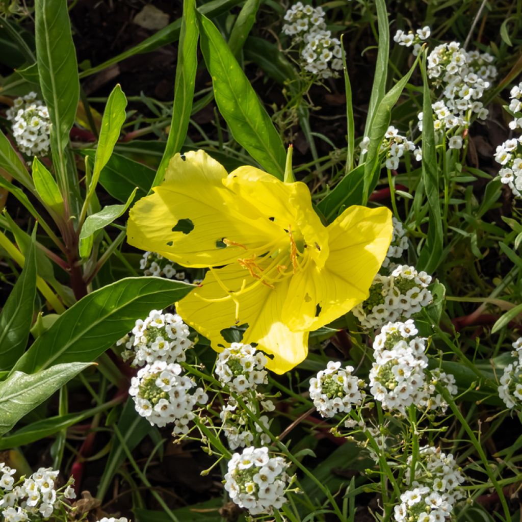 Oenothera missouriensis