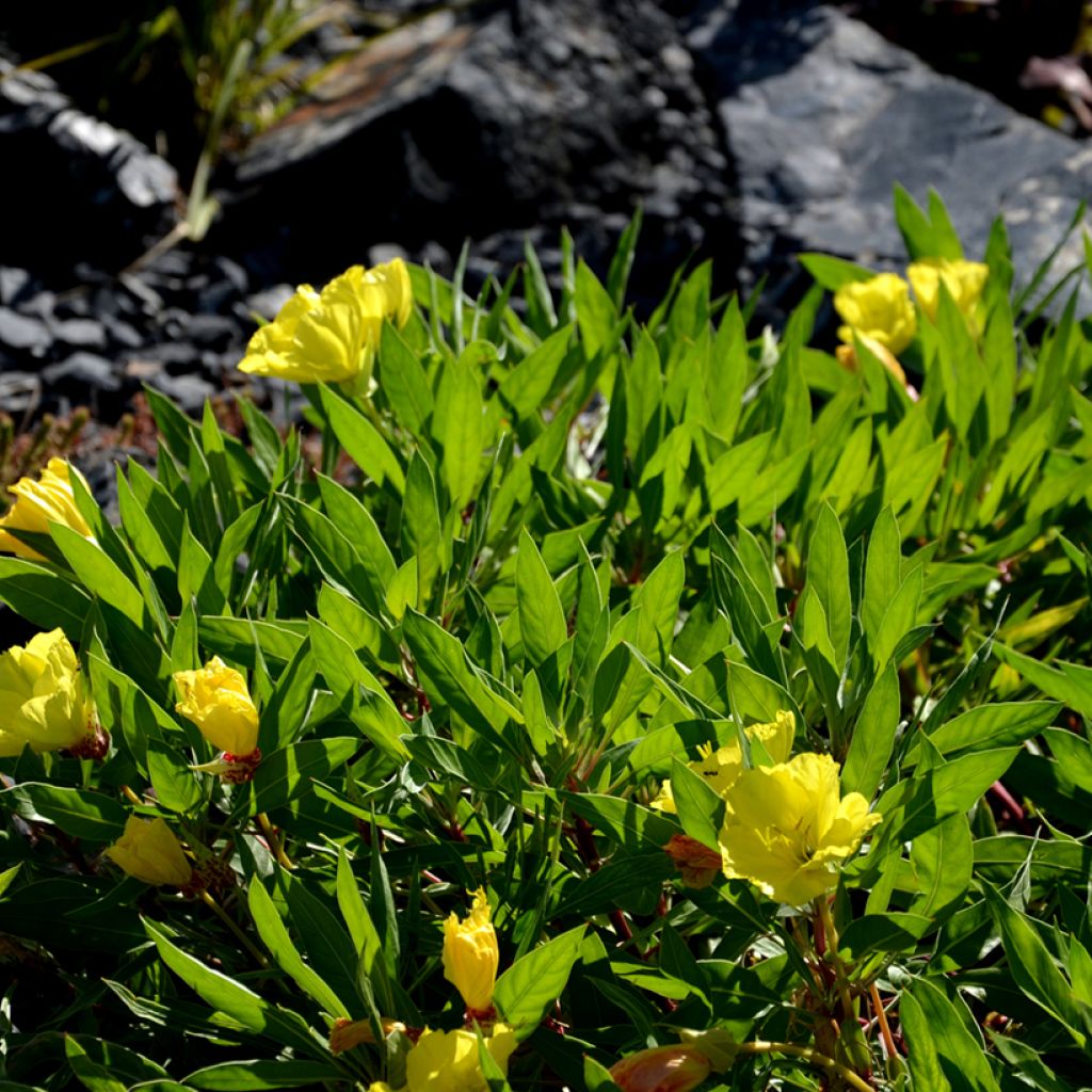 Oenothera missouriensis