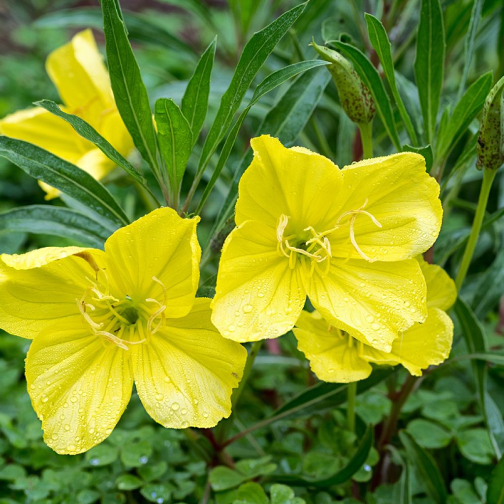 Oenothera missouriensis