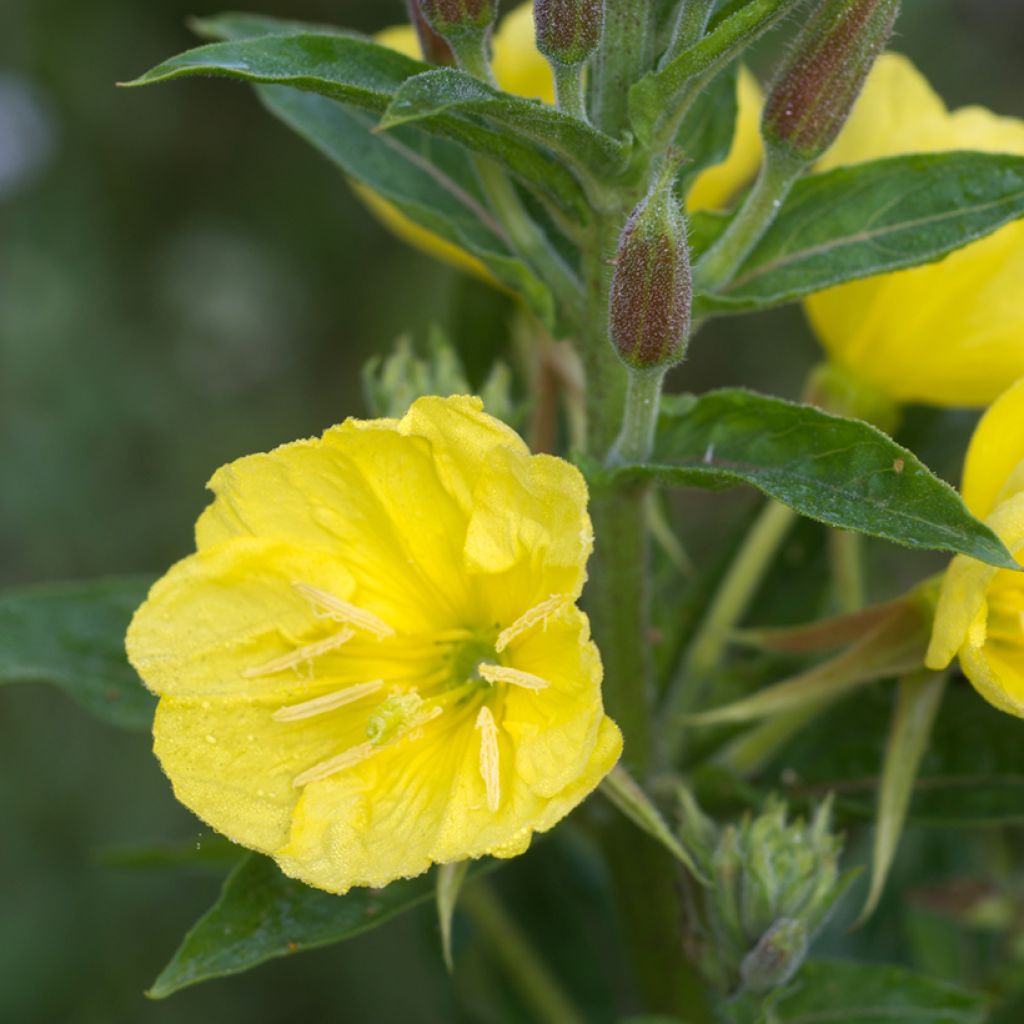 Oenothera missouriensis