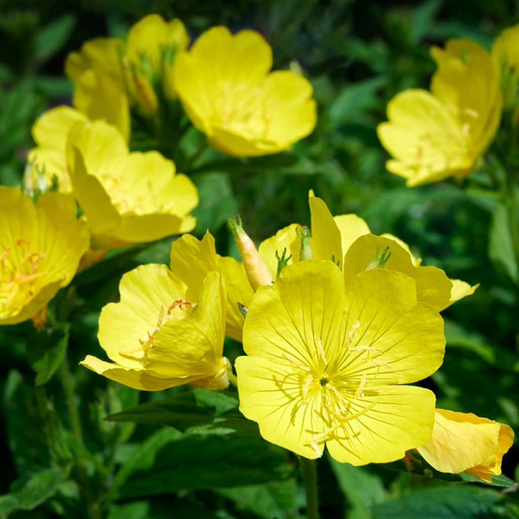 Oenothera missouriensis