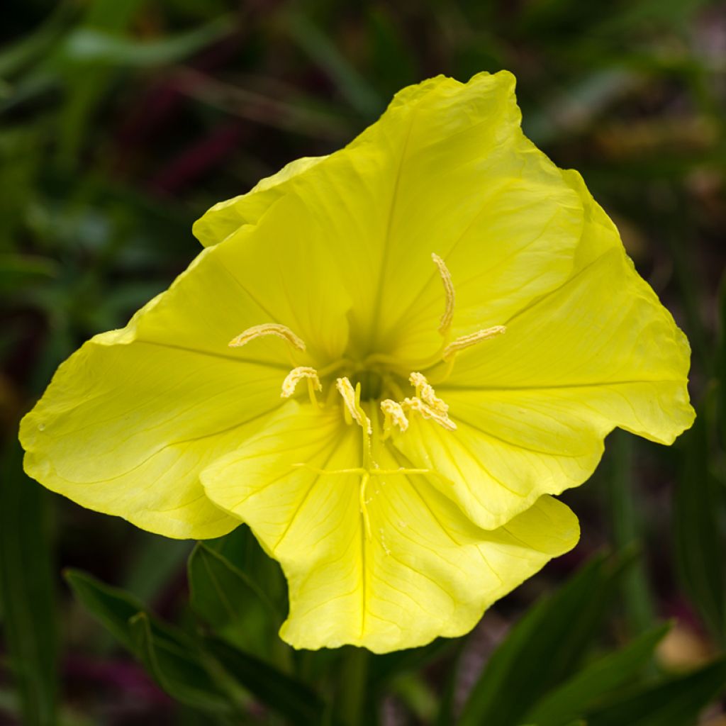 Oenothera missouriensis