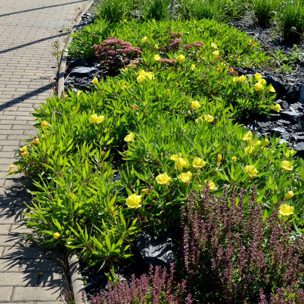 Oenothera missouriensis