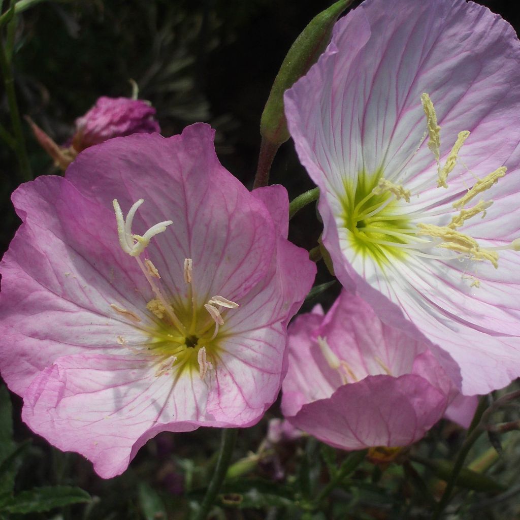 Oenothère, Oenothera speciosa