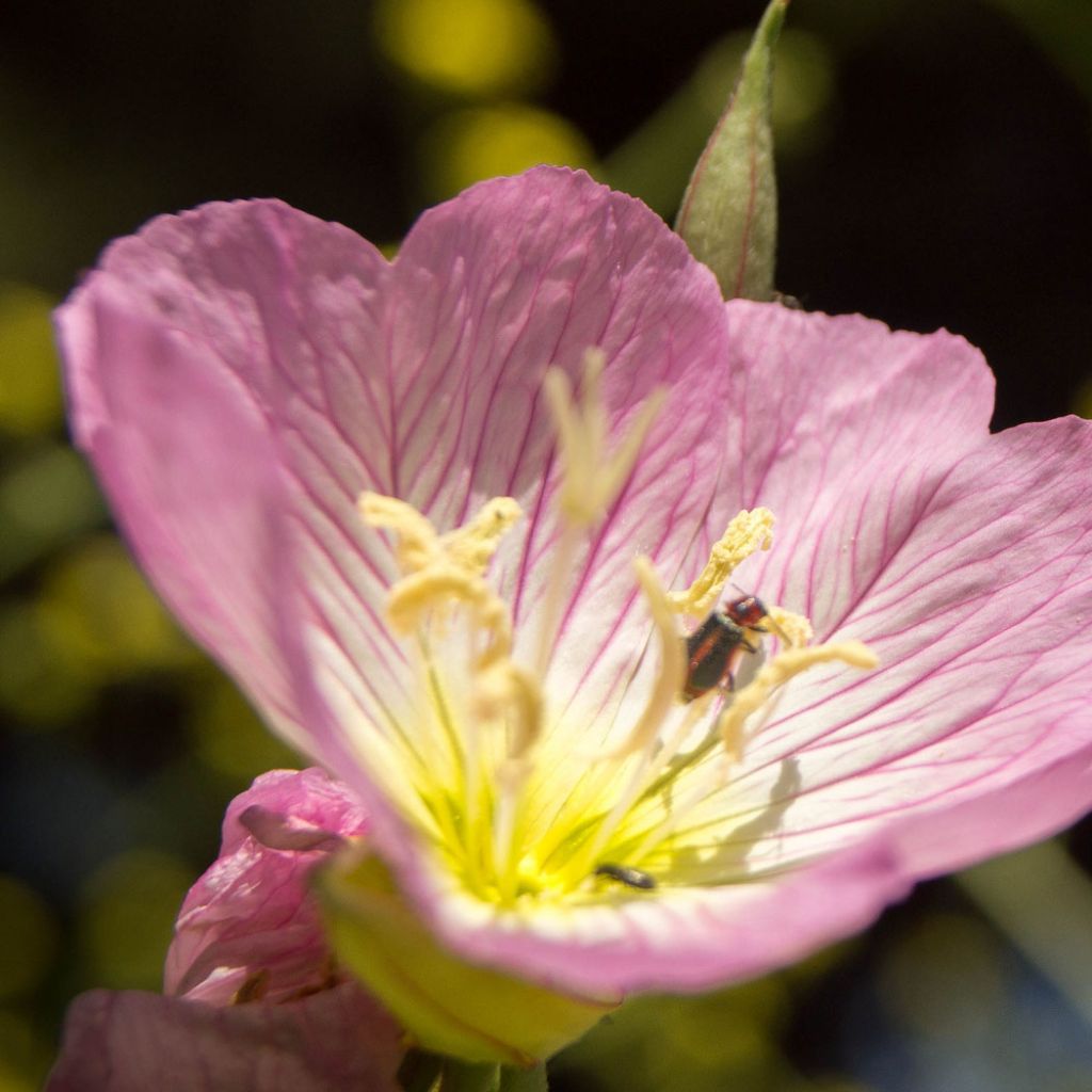 Oenothère, Oenothera speciosa