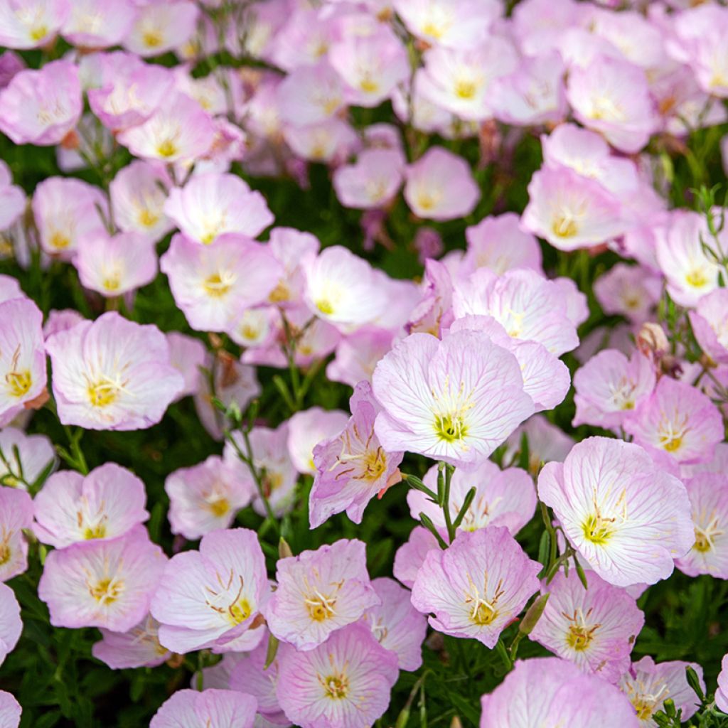 Oenothera speciosa