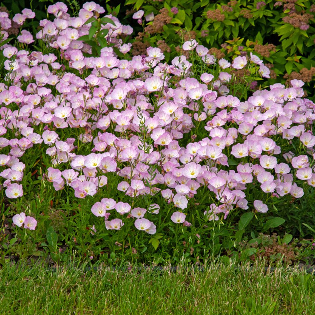 Oenothera speciosa