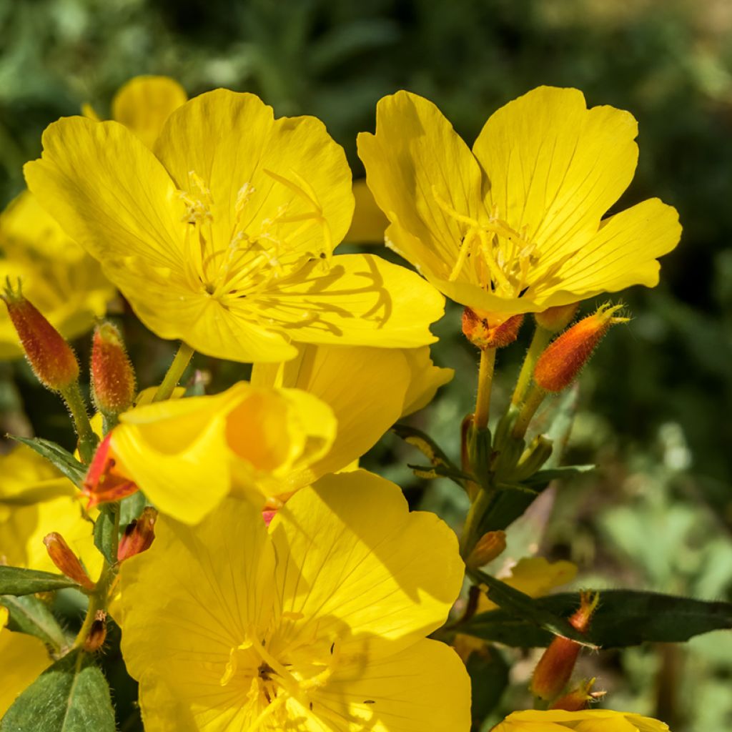 Oenothera tetragona