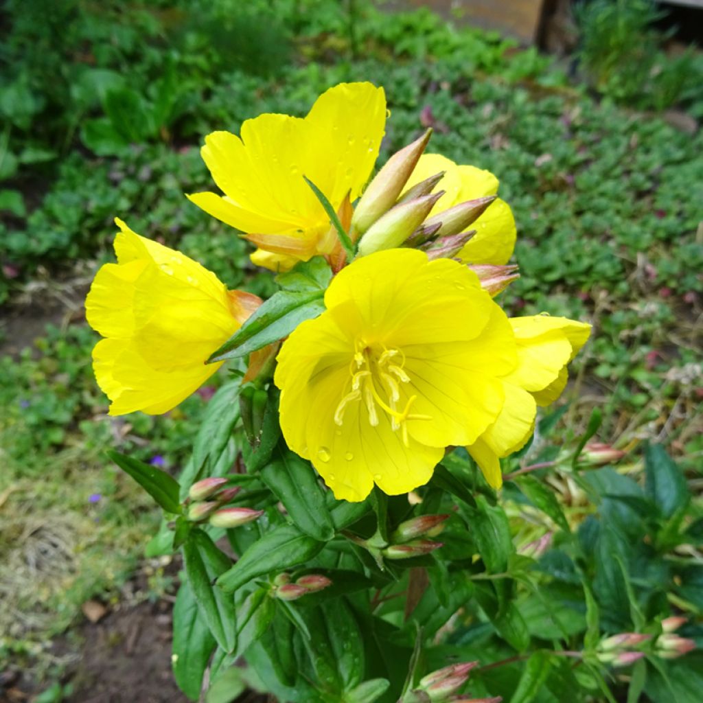 Oenothera tetragona