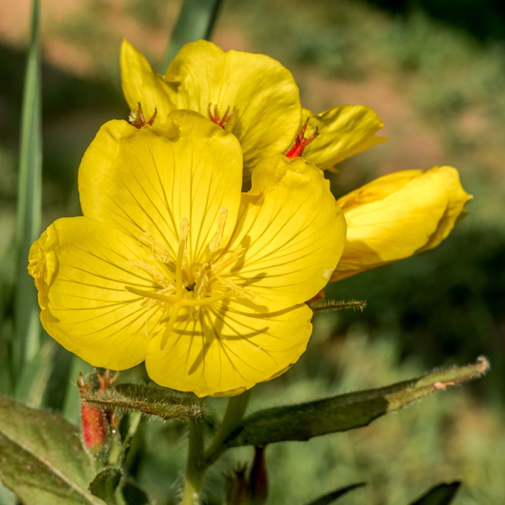 Oenothera tetragona