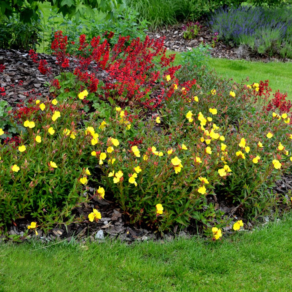 Oenothera tetragona